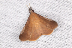 Mazacyla relata
