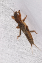 Neocurtilla