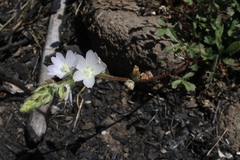 Sidalcea hickmanii napensis