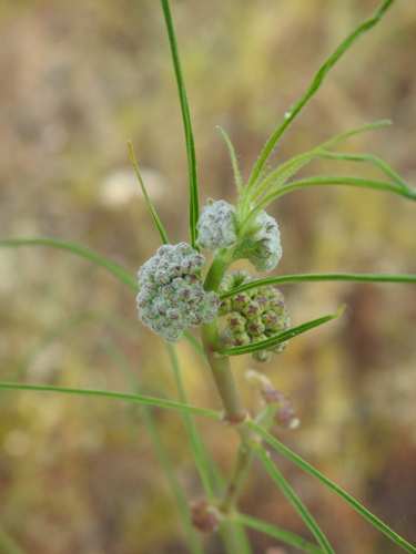 Image of Asclepias engelmanniana by (c) saltyhiker, some rights reserved (CC BY)