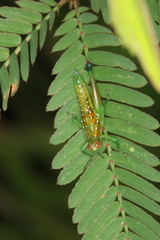 Chloropseustes