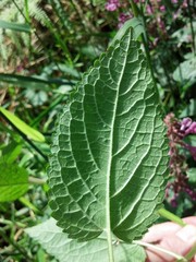 Stachys chamissonis cooleyae