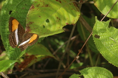 Adelpha cytherea cytherea