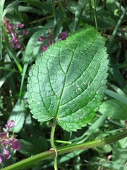 Stachys chamissonis cooleyae