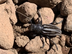 Dorcadion fuliginator