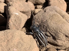 Dorcadion fuliginator