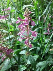 Stachys chamissonis cooleyae