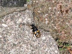 Dendrobias mandibularis