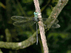 Gynacantha membranalis