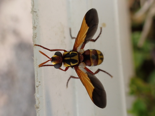 Paraclara magnifica