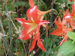Hippeastrum reginae