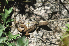 Aspidoscelis scalaris