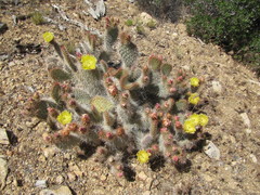Opuntia polyacantha erinacea