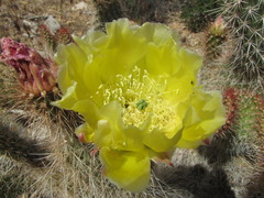 Opuntia polyacantha erinacea