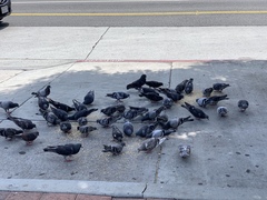 Columba livia domestica