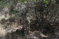 Odocoileus virginianus carminis