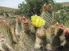 Opuntia polyacantha erinacea