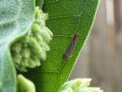 Graphocephala coccinea