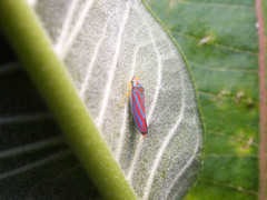 Graphocephala coccinea