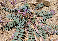 Astragalus tephrodes