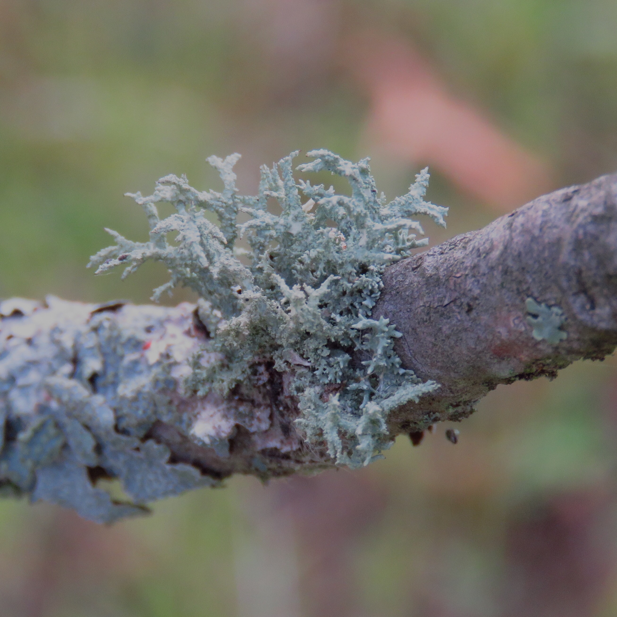 Evernia image