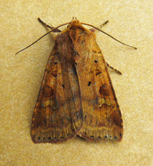 Diarsia mendica