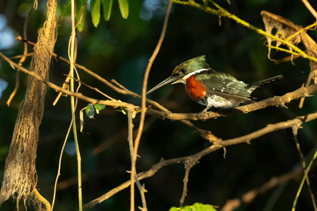 Green Kingfisher