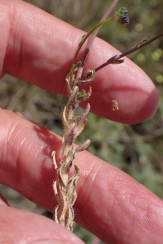 Image of Jasione maritima by no rights reserved