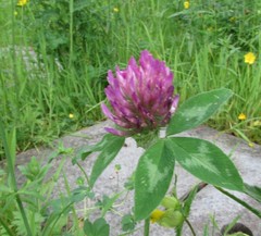 Trifolium pratense