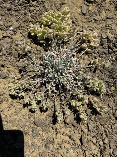 Image of Physaria alpestris by no rights reserved
