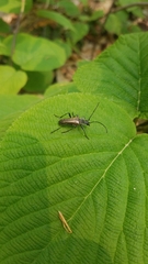 Anthophylax attenuatus