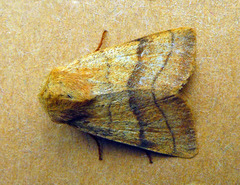 Charanyca trigrammica