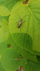 Anthophylax attenuatus