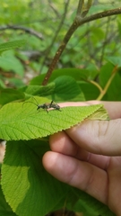 Anthophylax attenuatus