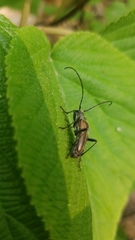 Anthophylax attenuatus