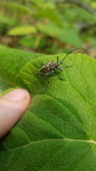 Anthophylax attenuatus