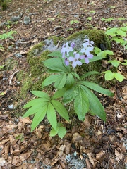 Cardamine heptaphylla