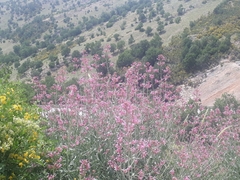 Centranthus longiflorus