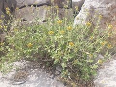 Phlomis chrysophylla