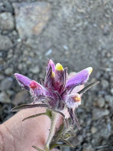 Image of Cordylanthus capitatus by no rights reserved