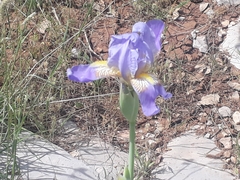 Iris mesopotamica