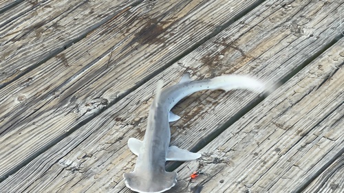Bonnethead (Sphyrna tiburo), a species recorded in Florida