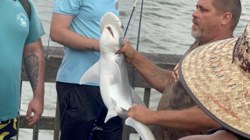 Bonnethead photographed in Georgia