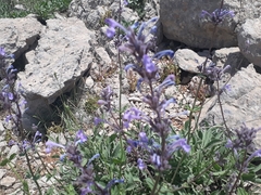 Nepeta cilicia