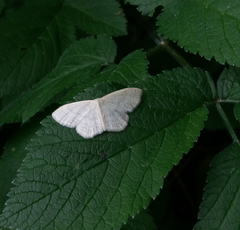 Scopula floslactata