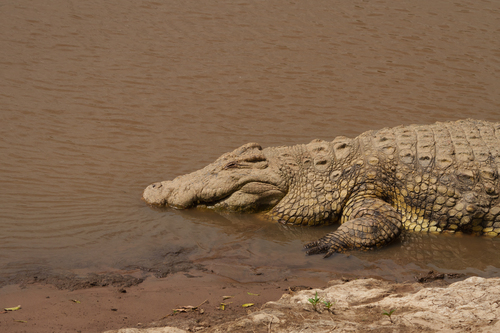 Crocodile