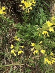 Oenothera rhombipetala