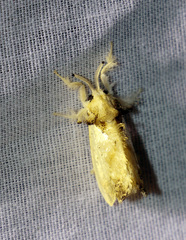 Dalceridae