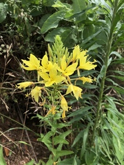 Oenothera rhombipetala