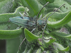 Phytoecia caerulescens